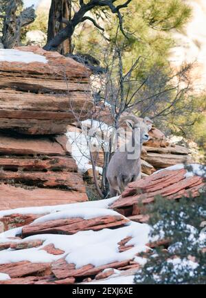 Wilde Tiere Alpine Mountain Goat Sentry Band Flanke Wald schützen Stockfoto