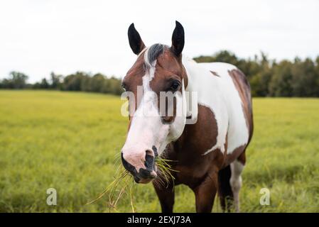 American Paint Horse Stute mit blauen Augen Stockfoto
