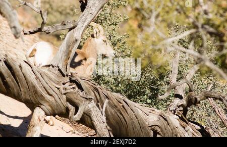 Wilde Tiere Alpine Mountain Goat Sentry Band Flanke Wald schützen Stockfoto