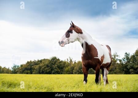American Paint Horse Stute mit blauen Augen Stockfoto