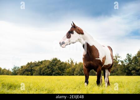 American Paint Horse Stute mit blauen Augen Stockfoto