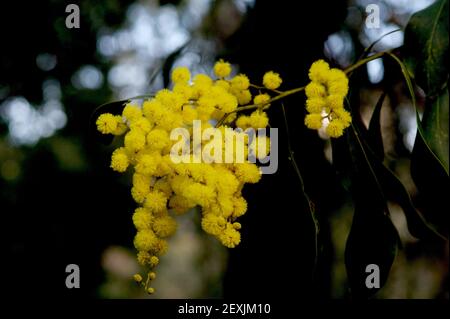 Golden Wattle (Acacia Pycnantha) in Hülle und Fülle - Australiens Blumenemblem wird im Blackburn Lake Reserve in Victoria, Australien, gezeigt. Stockfoto