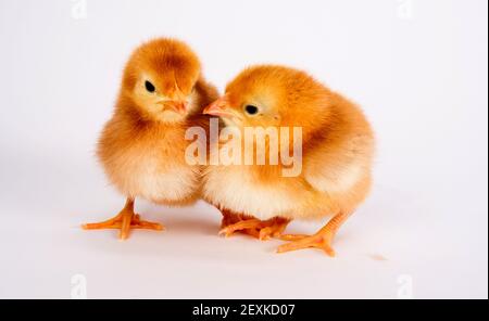 Baby-Küken Neugeborenen Bauernhof Hühner stehen weißer Rhode Island Red Stockfoto