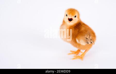 Baby Chick Neugeborenen Farm Huhn stehend Rhode Island Red Stockfoto