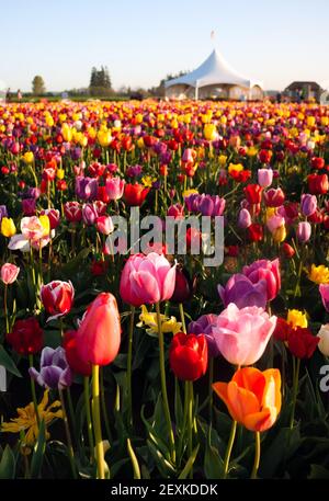 Ordentlichen Reihen von Tulpen Blumen Bauer Birne Farm Stockfoto