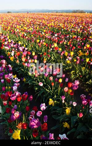 Ordentlichen Reihen von Tulpen Blumen Bauer Birne Farm Stockfoto