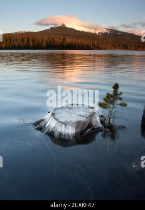 Teilweise unter Wasser stumpf Seeufer großen See Mt Washington Oregon Stockfoto