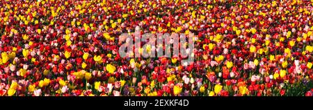 Ordentlichen Reihen von Tulpen Blumen Bauer Birne Farm Stockfoto