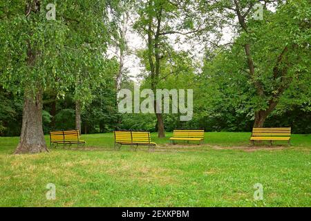 Vier gelbe Holzbänke auf einem großen grünen Rasen Von einem Stadtpark unter hohen Bäumen in einem feinen Sommertag Stockfoto