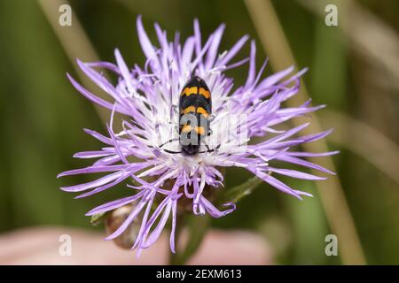 Nahaufnahme eines Kastiarina-Käfers, der sich auf einem ernährt Violette Blume Stockfoto
