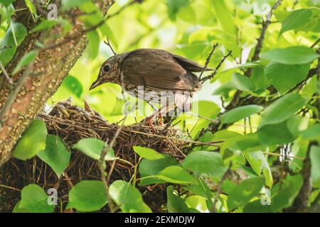 Der singvogel (lateinisch Turdus philomelos) brachte Nahrung zu seinen Nestlingen. Nest ist schalenförmig und aus trockenen Stämmen krautiger Pflanzen hergestellt. Stockfoto
