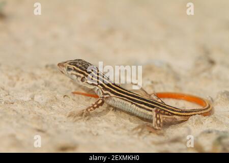 Eine Makroaufnahme eines Acanthodactylus erythrurus, der auf dem Sand in Zaragoza, Spanien liegt Stockfoto