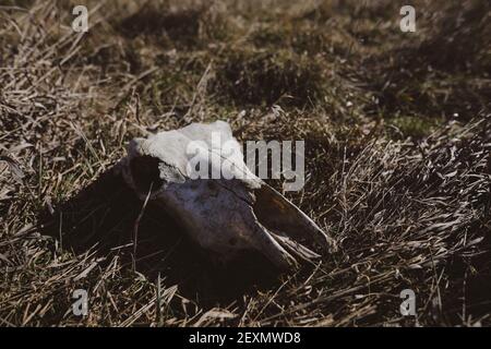 Artikeldetails mit dem Schädel einer Kuh im Gras Stockfoto