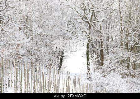 Eine schöne Aufnahme eines verschneiten Waldes Stockfoto