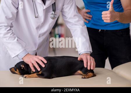 Alter Tierarzt untersucht Hund in der Klinik Stockfoto