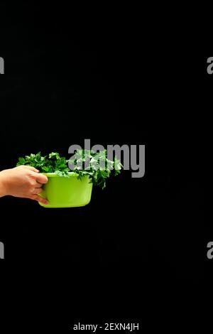 Frauenhänden halten eine grüne Schüssel mit Petersilie, Dill und Zwiebel auf schwarzem Hintergrund, Platz kopieren. Hochwertige Fotos Stockfoto