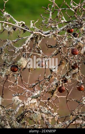 Zerfallende Äpfel hängen noch vom Baum, Degagnac, Lot-Abteilung, Frankreich Stockfoto