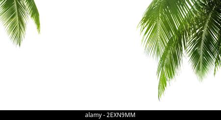 Grüne Palmenblätter weißer Hintergrund isoliert Nahaufnahme, Palmenblatt Eckrand, Palmenzweige Rahmen, Palme, tropisches Laub Banner, exotisches Muster Stockfoto