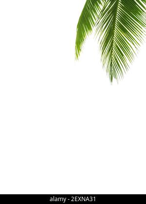 Grüne Palmenblätter weißer Hintergrund isoliert Nahaufnahme, Palmenblatt Eckrand, Palmenzweige Rahmen, Palme, tropisches Laub Banner, exotisches Muster Stockfoto