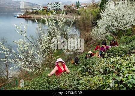 Ankang, Chinas Provinz Shaanxi. März 2021, 4th. Bauern pflücken Teeblätter in einem Teegarten in Ankang City, nordwestlich der chinesischen Provinz Shaanxi, 4. März 2021. Quelle: Tao Ming/Xinhua/Alamy Live News Stockfoto
