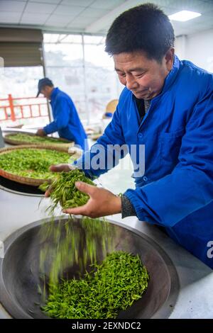 Ankang, Chinas Provinz Shaanxi. März 2021, 4th. Ein Landwirt verarbeitet Teeblätter in einer Kooperative in Ankang City, nordwestlich der chinesischen Provinz Shaanxi, 4. März 2021. Quelle: Tao Ming/Xinhua/Alamy Live News Stockfoto