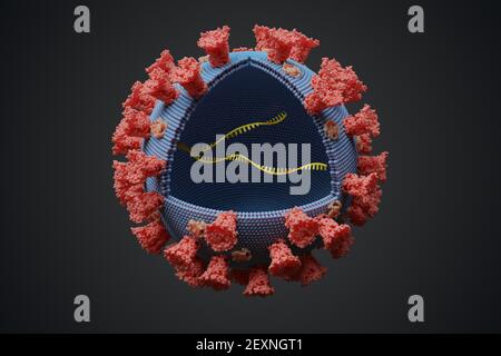Virus mit RNA-Molekül im Inneren. Infektionskonzept. 3D gerenderte Abbildung. Stockfoto
