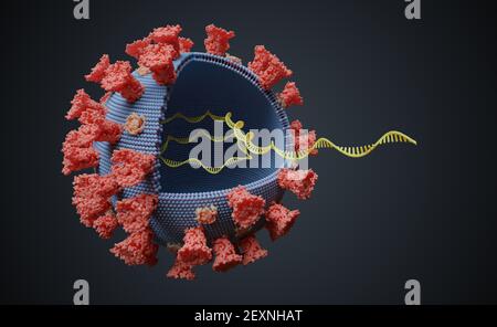 Virus mit RNA-Molekül im Inneren. Virale Genetik Konzept. 3D gerenderte Abbildung. Stockfoto