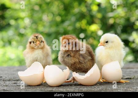 Kleine Küken und Eierschalen Stockfoto