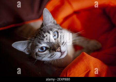 Ein Weitwinkelaufnahme einer Katze, die auf dem liegt Rote, gemütliche Decke Stockfoto