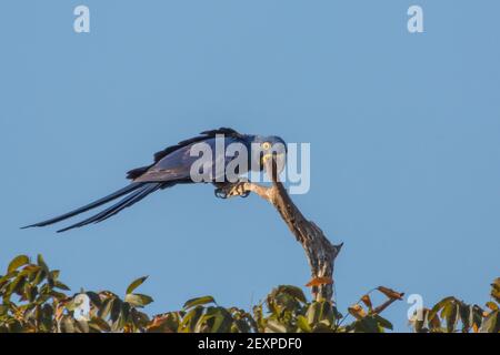 Ein schöner blauer Hyazinth-Ara auf einem Zweig im Pantanal in Mato Grosso, Brasilien Stockfoto