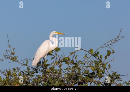 Wildtiere: Ein einziger Großreiher, der in einem Baum auf der Transpantaneira im Pantanal in Mato Grosso, Brasilien, ruht Stockfoto