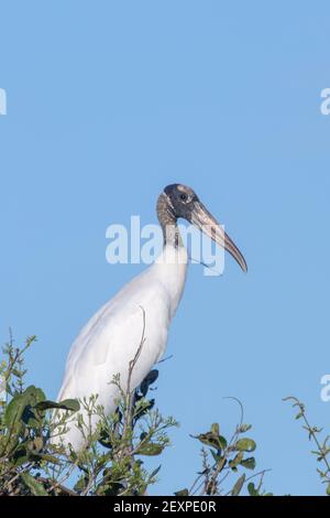 Vögel Brasiliens: Ein Holzstorch (Mycteria americana) sitzt auf einem Baum vor blauem Himmel im Pantanal in Mato Grosso, Brasilien Stockfoto