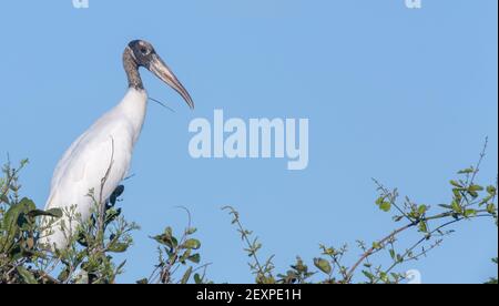 Nahaufnahme eines Holzstorchs (Mycteria americana) auf einem Baum vor blauem Himmel im Pantanal in Mato Grosso, Brasilien Stockfoto