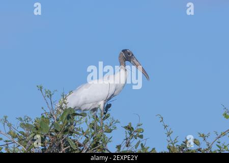 Brasilianische Tierwelt: Der weiße Holzstorch (Mycteria americana) sitzt auf einem Baum vor blauem Himmel im Pantanal in Mato Grosso, Brasilien Stockfoto