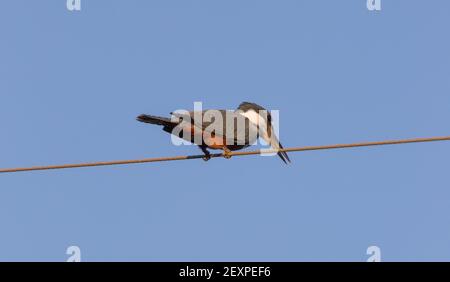 Brasilianischer Vogel: Ein Ringelfischer (Megaceryle torquata), der auf einer Stromleitung im nördlichen Pantanal in Mato Grosso, Brasilien, sitzt Stockfoto