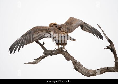 Jugendlicher Bateleur-Adler (Terathopius ecaudatus) Mit offenen Flügeln ausgestreckt zeigt seine Flügelspannweite, während sie auf Ein Zweig eines Baumes in freier Wildbahn Stockfoto