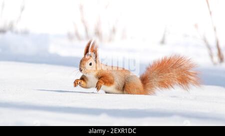 Tamia Sciurus hudsonicus rotes Eichhörnchen auf weißem Schnee. Stockfoto