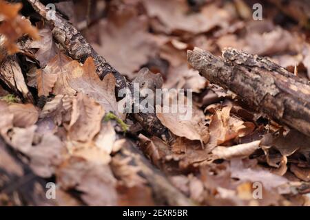 bankvole (Myodes glareolus; früher Clethrionomys glareolus) Stockfoto