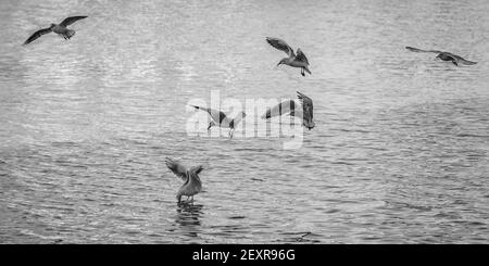 Eine Graustufenaufnahme von Möwen auf See Stockfoto