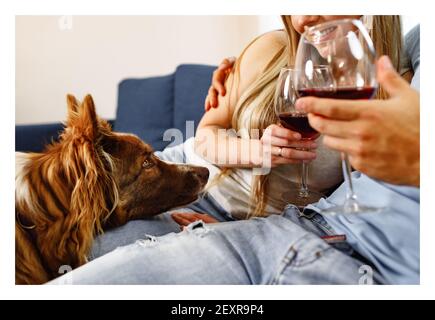 Nahaufnahme eines Pärchens, das mit ihrem Wein auf dem Sofa trinkt Border Collie Hund in der Nähe Stockfoto