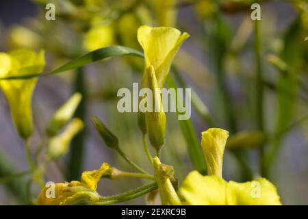 Gelbe Blüten von Bermuda Butterblume, verschwommener Hintergrund Stockfoto