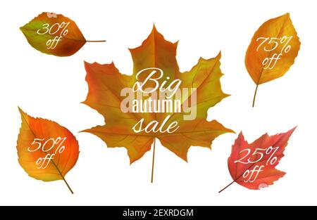 Herbstangebot. Herbstblätter Banner. Realistische Vektor Herbstblatt mit Verkaufspreisen. Gelbe und rote Blätter isoliert auf weißem Hintergrund. Herbstverkauf, Herbstrabatt Illustration Stock Vektor