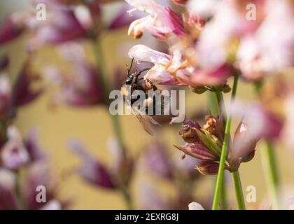 Hummel sammelt Nektar von Salbeiblüten Stockfoto