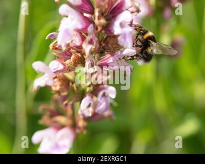 Hummel sammelt Nektar von Salbeiblüten Stockfoto