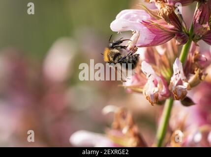 Hummel sammelt Nektar von Salbeiblüten Stockfoto