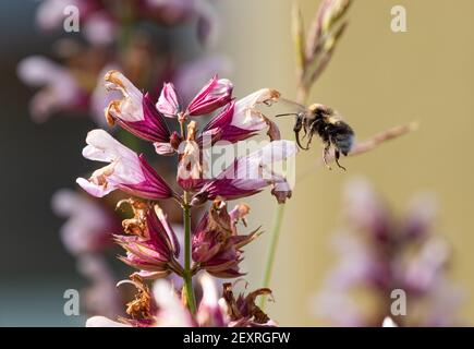 Hummel sammelt Nektar von Salbeiblüten Stockfoto