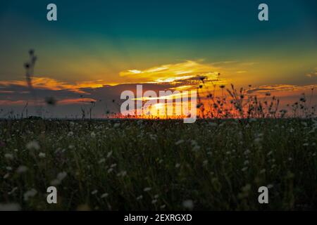 Grünes Feld mit Blumen und erstaunlichen Sonnenuntergang zwischen Wolken. Stockfoto