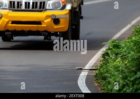 Rattenschlange (Zamenis longissimus) von einem Auto getötet, indem sie über die Schlange beim Überqueren der Straße in einem Waldgebiet bei thiruvananthapuram, kerala Stockfoto