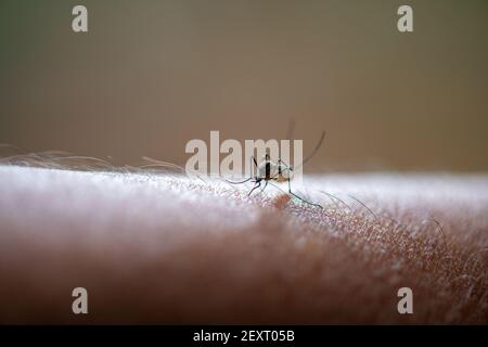 Asiatische Tigermücke (Aedes albopictus) Bissende Haut und Fütterung von menschlichem Blut Stockfoto