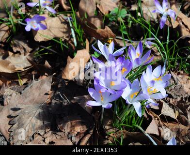 Schönheit der Frühlingsblumen: Wachsende Schneekrokus mit lavendelblauen Blüten, die im Garten blühen. Stockfoto